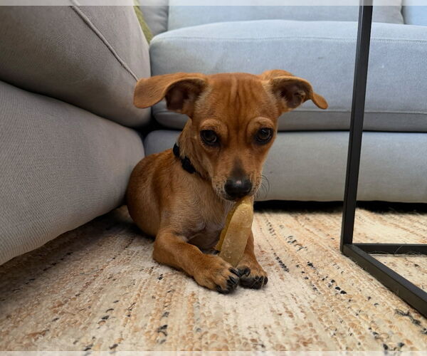 Medium Photo #2 Dachshund-Unknown Mix Puppy For Sale in Weston, FL, USA