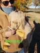 Small Photo #14 Goldendoodle Puppy For Sale in CLARKSVILLE, TX, USA