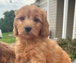 Puppy Puppy 1 Goldendoodle (Miniature)