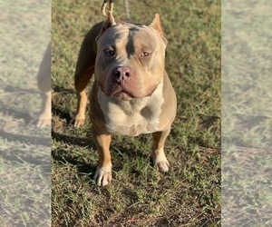 Father of the American Bully puppies born on 11/08/2019