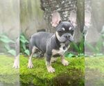 Small Photo #1 French Bulldog Puppy For Sale in HILLSBORO, OR, USA