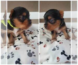 Yorkshire Terrier Puppy for sale in MADISONVILLE, TN, USA