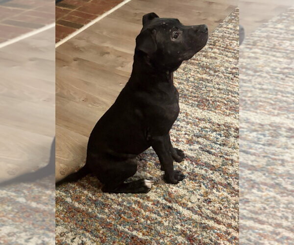 Medium Photo #4 American Pit Bull Terrier-Unknown Mix Puppy For Sale in Raleigh, NC, USA