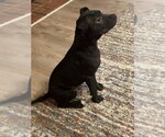Small #3 American Pit Bull Terrier Mix