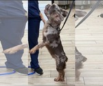 Small #3 French Bulldog