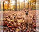 Small Photo #3 German Shepherd Dog Puppy For Sale in Southbury, CT, USA