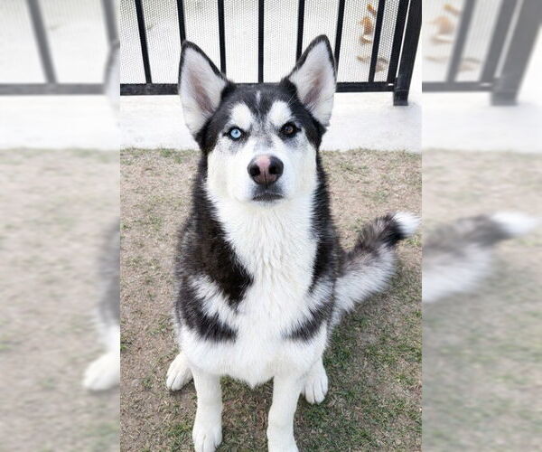 Medium Photo #1 Siberian Husky Puppy For Sale in Riverside, CA, USA