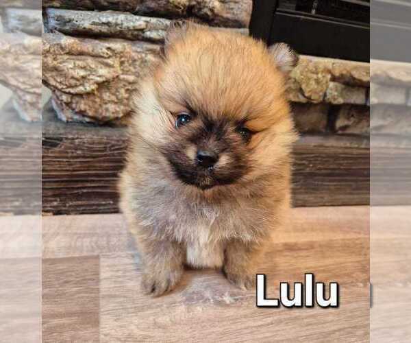 Medium Photo #2 Pomeranian Puppy For Sale in Winnipeg, Manitoba, Canada