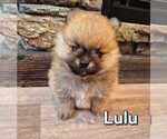 Litter of 4 - Male(s) and Female(s) PomeranianLitter of Puppies for Sale - Photo #2