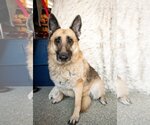 Small #2 German Shepherd Dog