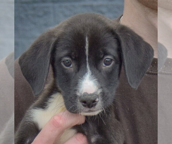 Medium Photo #5 Border Collie-Unknown Mix Puppy For Sale in Huntley, IL, USA