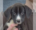 Small Photo #5 Border Collie-Unknown Mix Puppy For Sale in Huntley, IL, USA