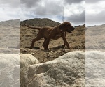 Small Photo #40 Rhodesian Ridgeback Puppy For Sale in MORONGO VALLEY, CA, USA
