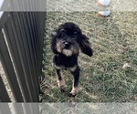 Small #11 YorkiePoo