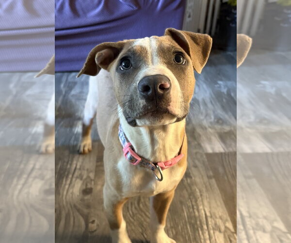Medium Photo #1 American Pit Bull Terrier-Unknown Mix Puppy For Sale in Berkeley, CA, USA