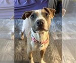 Small American Pit Bull Terrier Mix