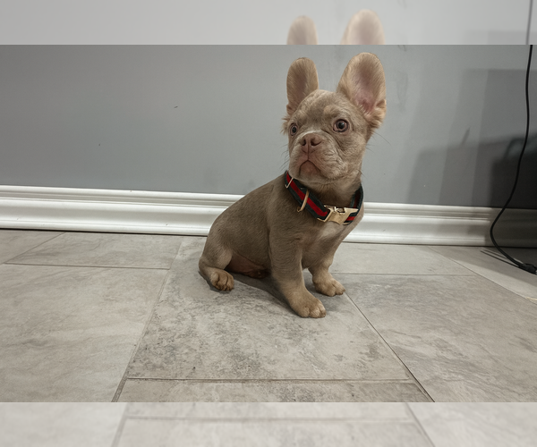 Medium Photo #1 French Bulldog Puppy For Sale in SOUTH GATE, CA, USA