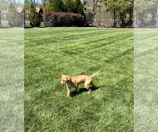 Medium Photo #14 Mutt Puppy For Sale in Holly Springs, NC, USA