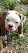 Small Photo #1 Olde English Bulldogge Puppy For Sale in COEUR D ALENE, ID, USA