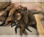 Small Photo #5 Belgian Malinois Puppy For Sale in BARTLESVILLE, OK, USA