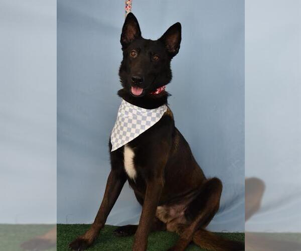 Medium Photo #2 Mutt Puppy For Sale in Bakersfield, CA, USA