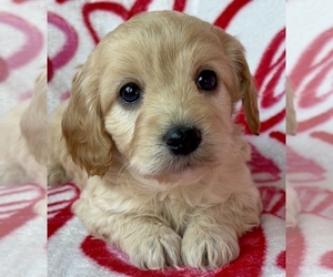 Medium Cavapoo (Miniature)