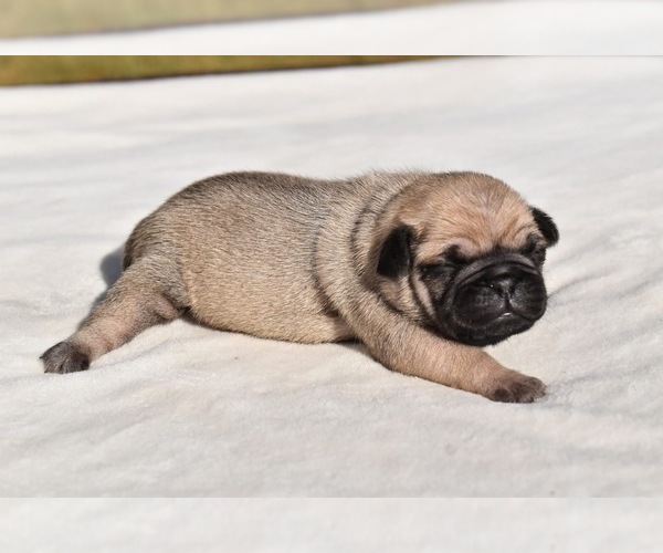 Medium Photo #4 Pug Puppy For Sale in PALM COAST, FL, USA