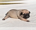Small #3 Pug