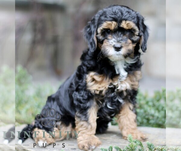 Medium Photo #1 Cavapoo (Miniature) Puppy For Sale in KINZERS, PA, USA