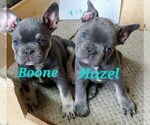 Small Photo #7 French Bulldog Puppy For Sale in AFTON, WY, USA