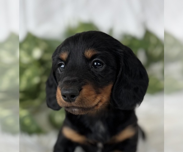 Medium Photo #1 Dachshund Puppy For Sale in ROCK STREAM, NY, USA