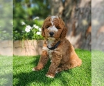 Small #1 Goldendoodle (Miniature)