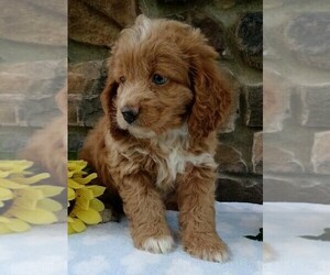 Medium Cocker Spaniel-Poodle (Miniature) Mix