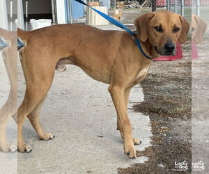 Mutt Dogs for adoption in Washington, DC, USA