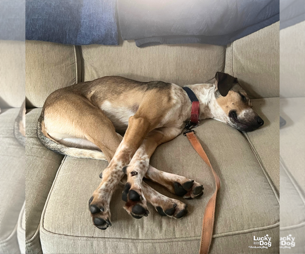 Medium Photo #8 Mutt Puppy For Sale in Washington, DC, USA