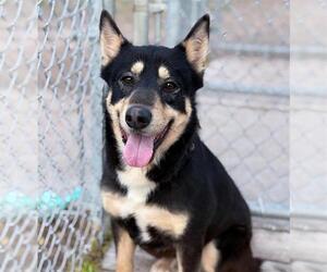 Labrador Retriever-Unknown Mix Dogs for adoption in Conroe, TX, USA