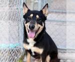 Small Labrador Retriever Mix