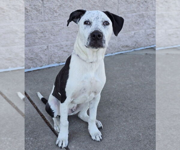 Medium Photo #11 American Bulldog-Unknown Mix Puppy For Sale in Lakewood, CO, USA