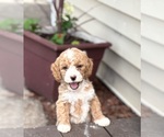 Small #6 Goldendoodle (Miniature)