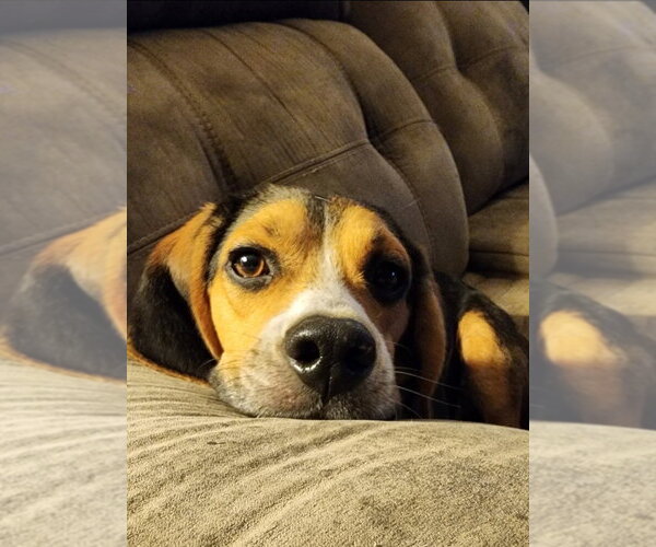 Medium Photo #3 Basset Hound-Unknown Mix Puppy For Sale in Boston, MA, USA