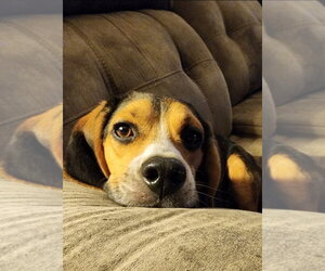 Elvis - Male Basset Hound-Unknown Mix Dog for Adoption - Photo #3