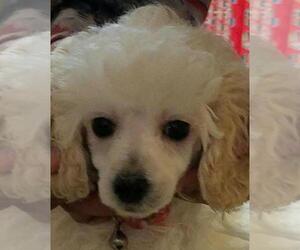 Poodle (Toy) Puppy for sale in FORT WORTH, TX, USA