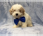 Small #3 Bichpoo