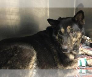 German Shepherd Dog Dogs for adoption in Riverside, CA, USA