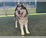 Small #1 Siberian Husky