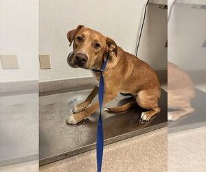 Labrador Retriever-Unknown Mix Dogs for adoption in Bakersfield, CA, USA