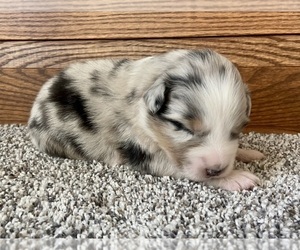 Australian Shepherd Puppy for sale in LODA, IL, USA