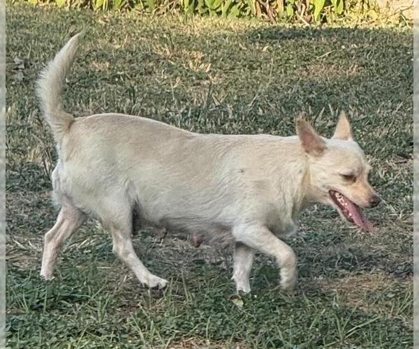 Medium Photo #1 Chihuahua-Unknown Mix Puppy For Sale in San Antonio, TX, USA