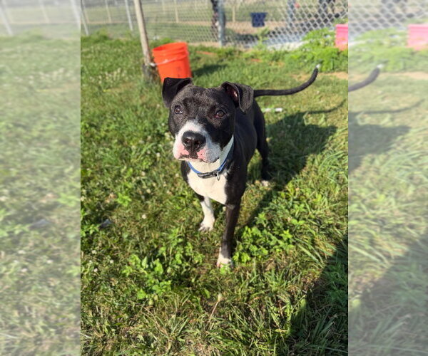 Medium Photo #2 American Staffordshire Terrier Puppy For Sale in Pierceton , IN, USA