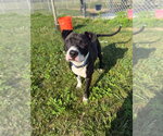 Small #1 American Staffordshire Terrier